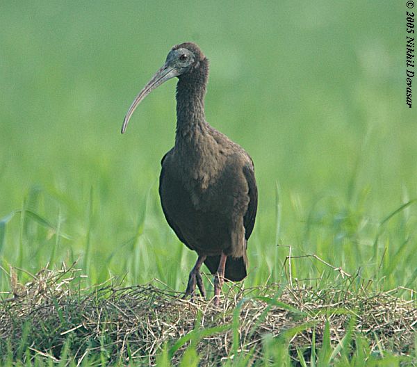 Red-naped Ibis (Pseudibis papillosa) by Nikhil Devasar