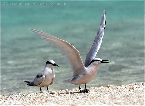 Black-naped Tern (Sterna sumatrana) by Ian