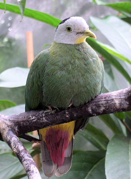 Black-naped Fruit Dove (Ptilinopus melanospilus) ©WikiC