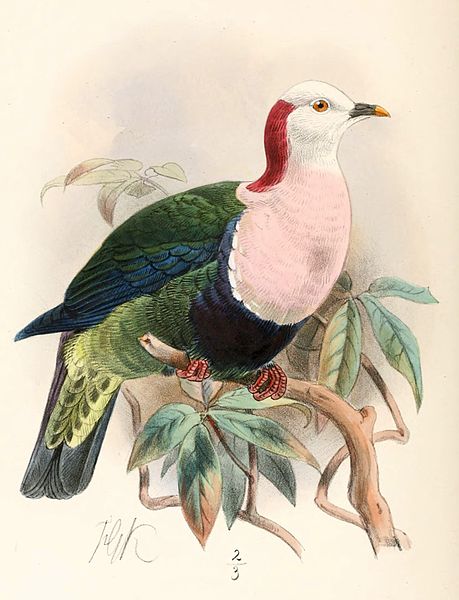 Red-naped Fruit Dove (Ptilinopus dohertyi) ©Drawing WikiC