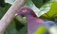 Scaly-naped Pigeon (Patagioenas squamosa) by Daves BirdingPix