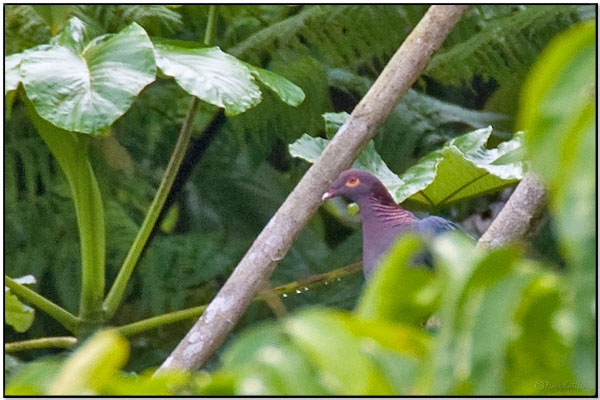 Scaly-naped Pigeon (Patagioenas squamosa) by Daves BirdingPix