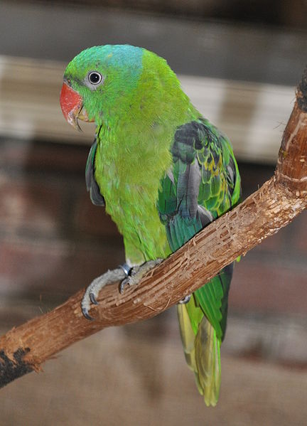 Blue-naped Parrot (Tanygnathus lucionensis) ©WikiC