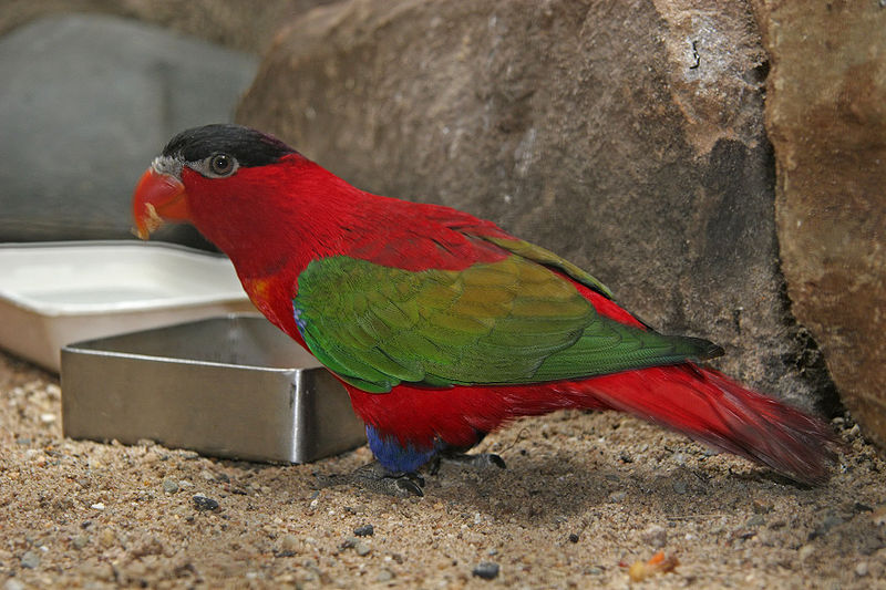Purple-naped Lory (Lorius domicella) ©WikiC