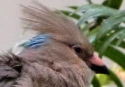 Blue-naped Mousebird - Blue Nape (Back of Neck)