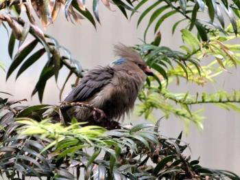 Blue-naped Mousebird (Urocolius macrourus) at Cincinnati Zoo)