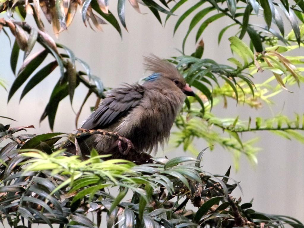 Blue-naped Mousebird (Urocolius macrourus) at Cincinnati Zoo)