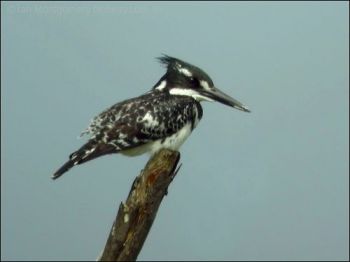Pied Kingfisher (Ceryle rudis) by Ian