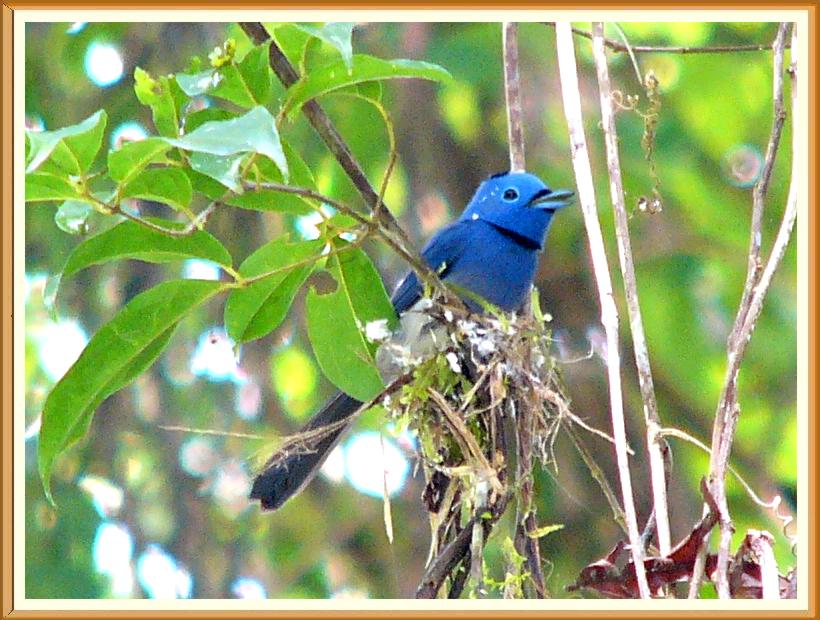Black-naped Monarch (Hypothymis azurea) by Wondersf