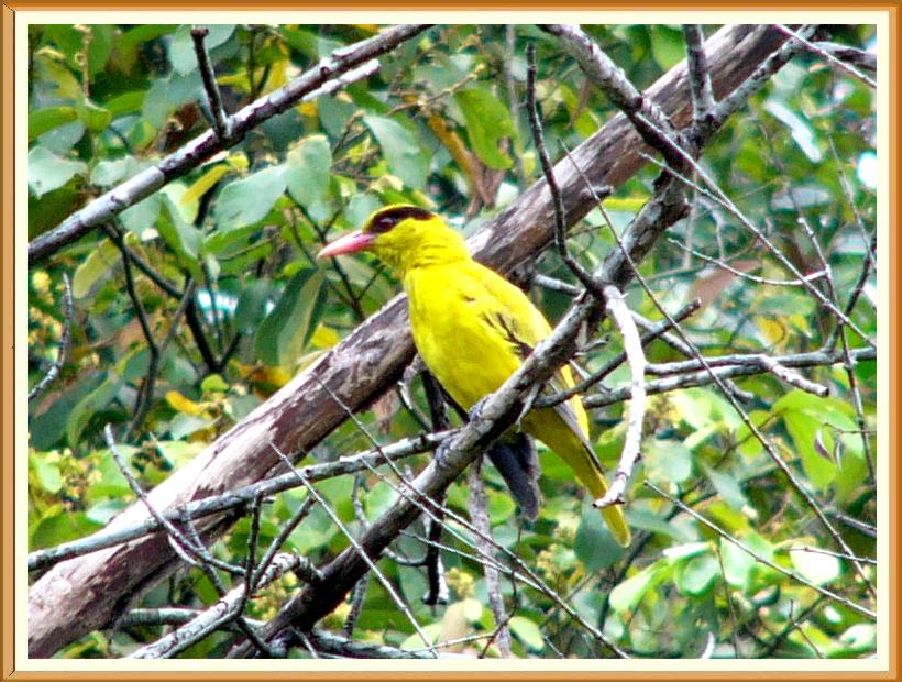 Black-naped Oriole (Oriolus chinensis) by Wondersf