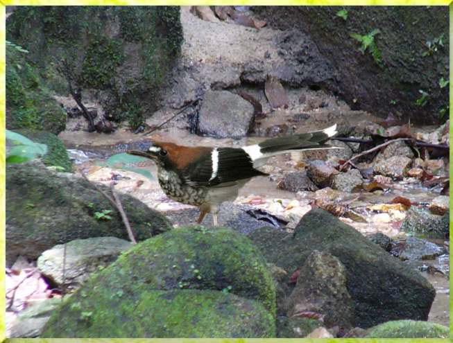Chestnut-naped Forktail (Enicurus ruficapillus) by Wondersf