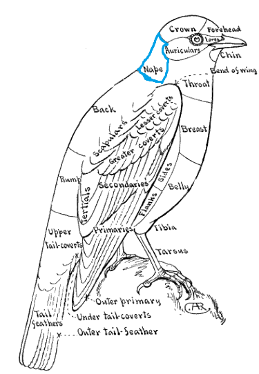 Topography of a Bird - Bluebird - Color Key to NA Birds - Nape