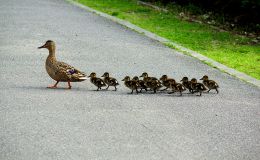 Having A Parade – Family&nbsp;Circus