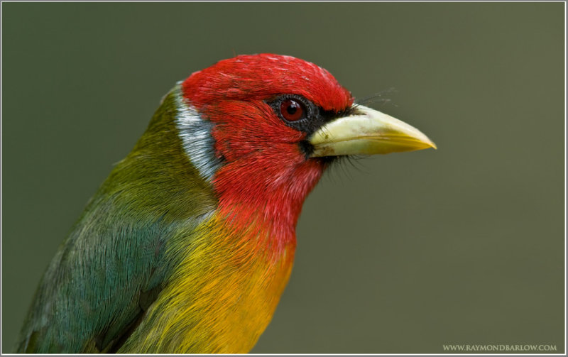 Red-headed Barbet (Eubucco bourcierii) by Raymond Barlow
