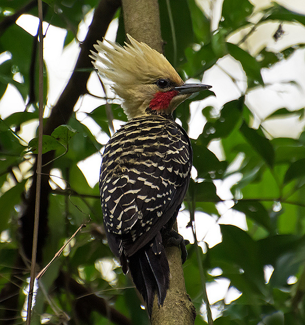 Blond-crested Woodpecker (Celeus flavescens) by Dario Sanches