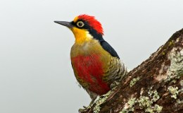 Wordless Woodpecker –&nbsp;Yellow-Fronted