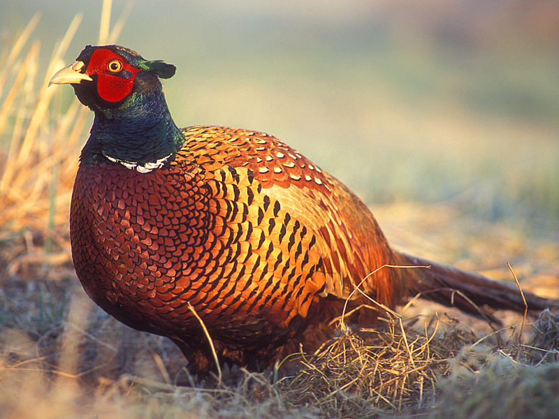 Common Pheasant (Phasianus colchicus) ©WikiC Male