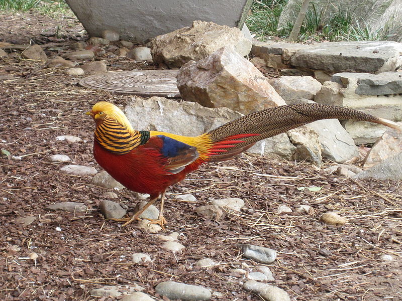 Golden Pheasant (Chrysolophus pictus) Male WikiC