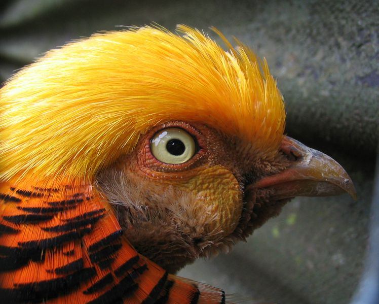 Golden Pheasant (Chrysolophus pictus) WikiC