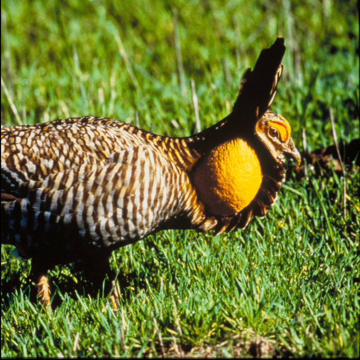 Greater Prairie Chicken (Tympanuchus cupido) ©USFWS
