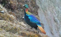 Artistic Birds From Their Creator&nbsp;IV