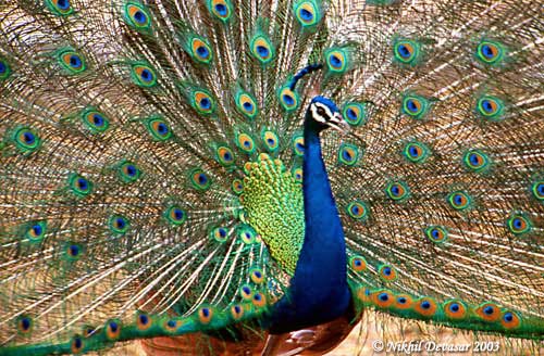 Indian Peafowl (Pavo cristatus) by Nikhil Devasar