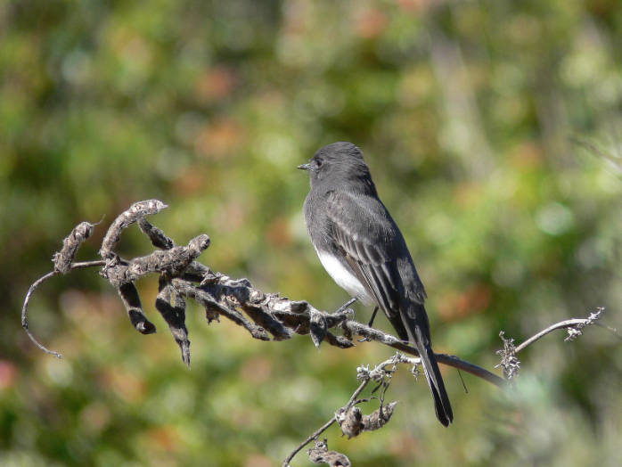 Black Phoebe (Sayornis nigricans) ©USFWS
