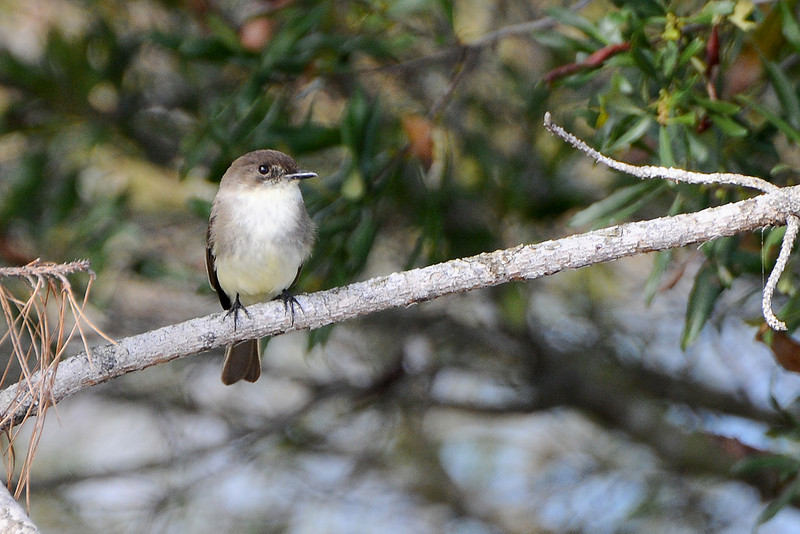 Eastern Phoebe (Sayornis phoebe) by Bob-Nan