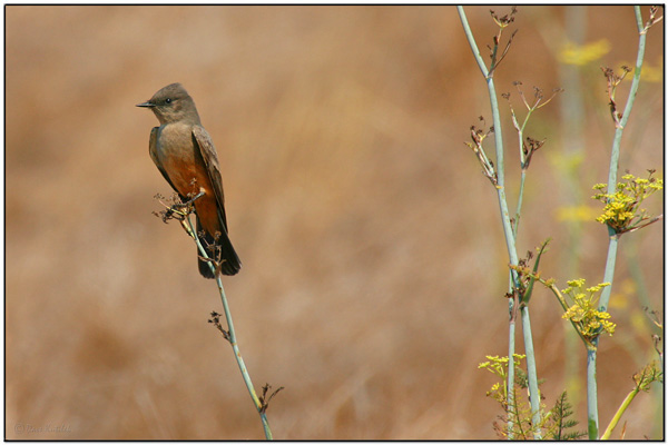Say's Phoebe (Sayornis saya) by Daves BirdingPix