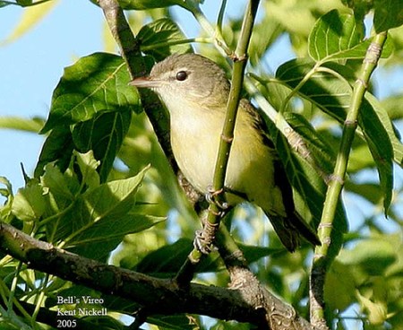 Bell's Vireo (Vireo bellii) by Kent Nickell