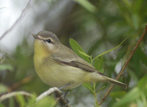 Philadelphia Vireo (Vireo philadelphicus) by Kent Nickell