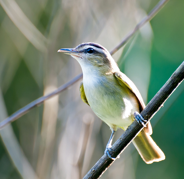 Red-eyed Vireo (Vireo olivaceus) by Dario Sanches