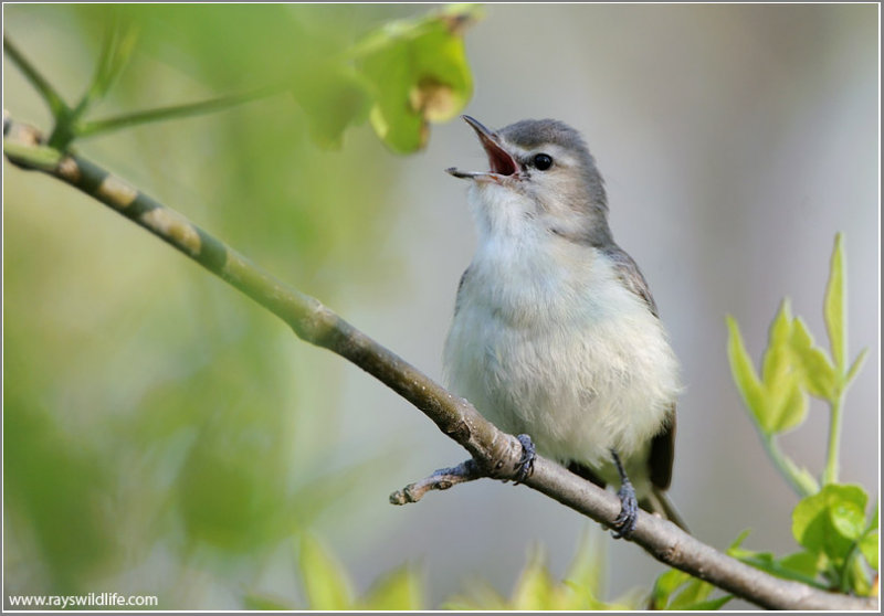 Warbling Vireo (Vireo gilvus) by Raymond Barlow