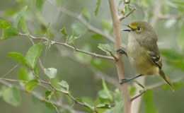 McGuffey’s Third Reader – The Little Bird’s&nbsp;Song