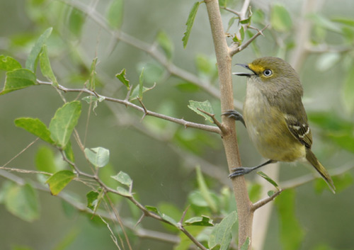 White-eyed Vireo (Vireo griseus) by Kent Nickell