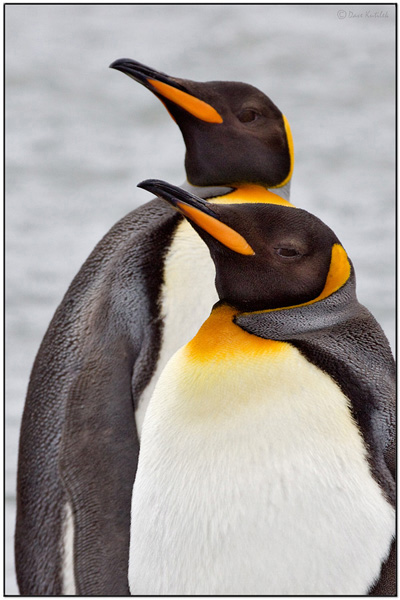 King Penguins - courtship