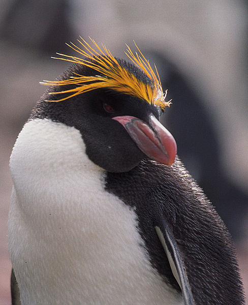 Macaroni Penguin (Eudyptes chrysolophus) Showing Crest ©WikiC