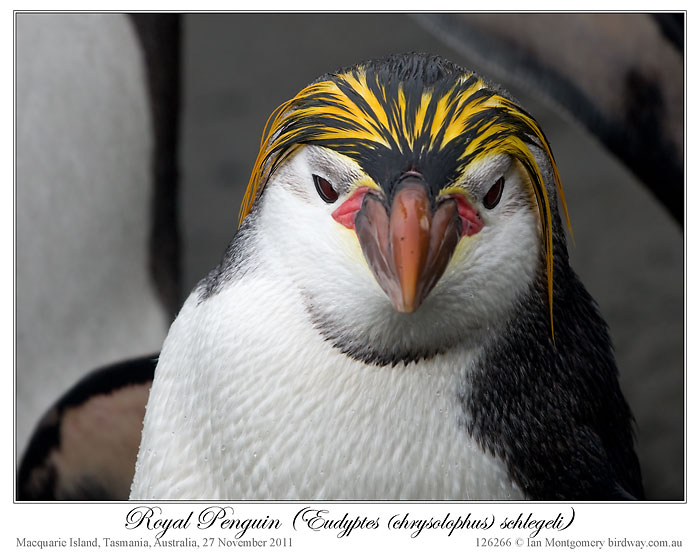 Royal Penguin (Eudyptes schlegeli) by Ian