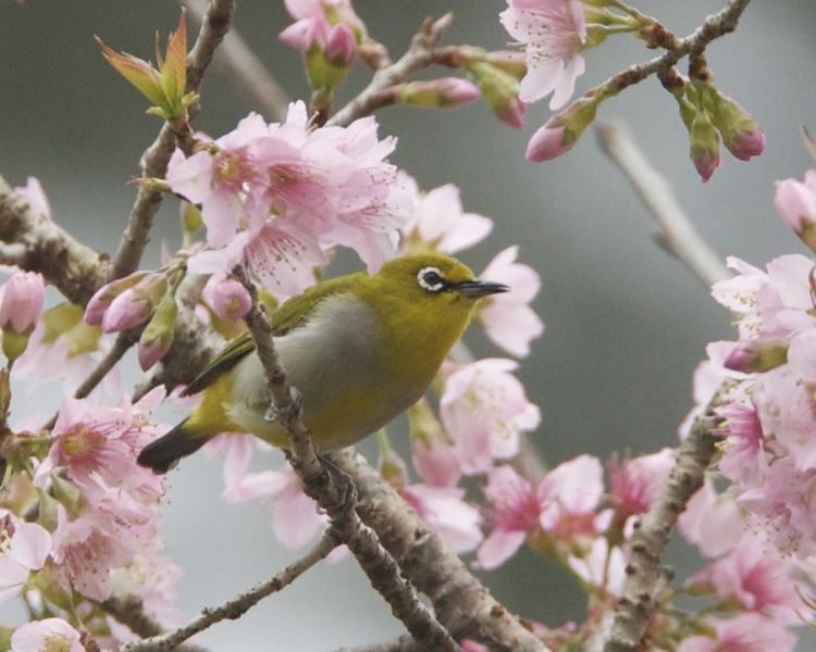 Oriental White-eye (Zosterops palpebrosus) ©WikiC