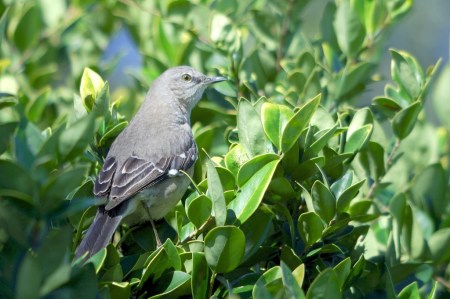 Northern Mockingbird (Mimus polyglottos) By Dan'sPix