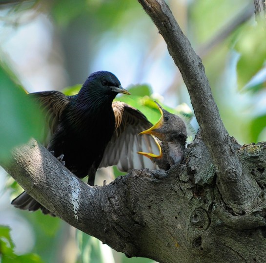 Common Starling (Sturnus vulgaris) at Nest by Anthony747