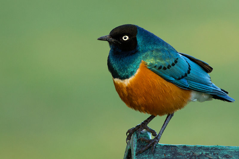 Superb Starling (Lamprotornis superbus) ©WikiC