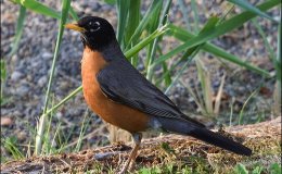 Peter Learns Something He Hadn’t Guessed – Chapter&nbsp;5