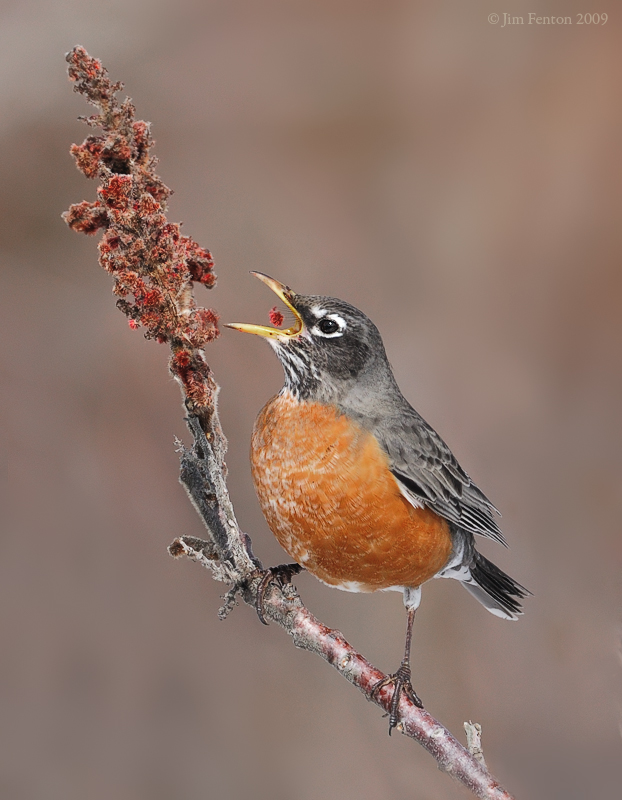American Robin (Turdus migratorius) eating by Jim Fenton