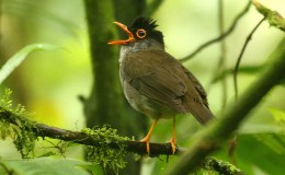 McGuffey’s Fifth Reader – VI – The Singing&nbsp;Lesson