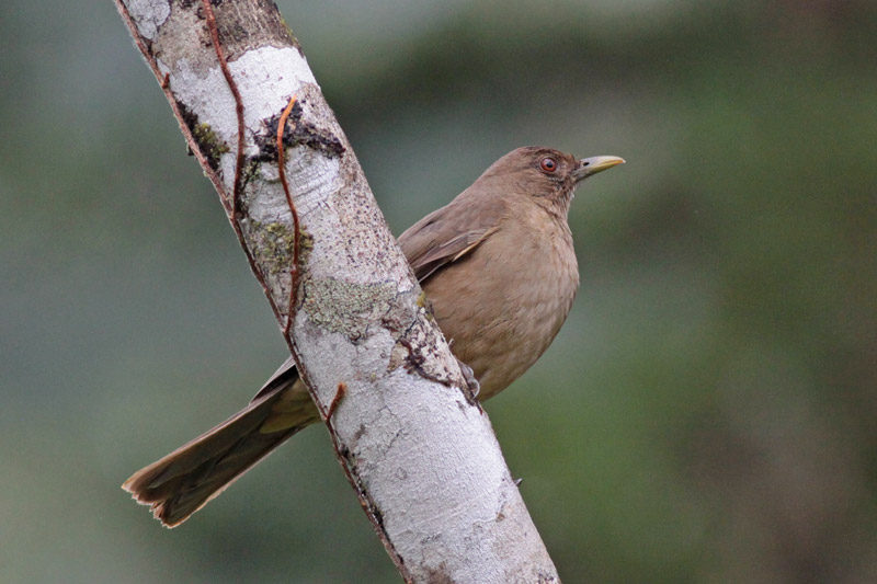 Clay-colored Thrush (Turdus grayi) by Margaret Sloan
