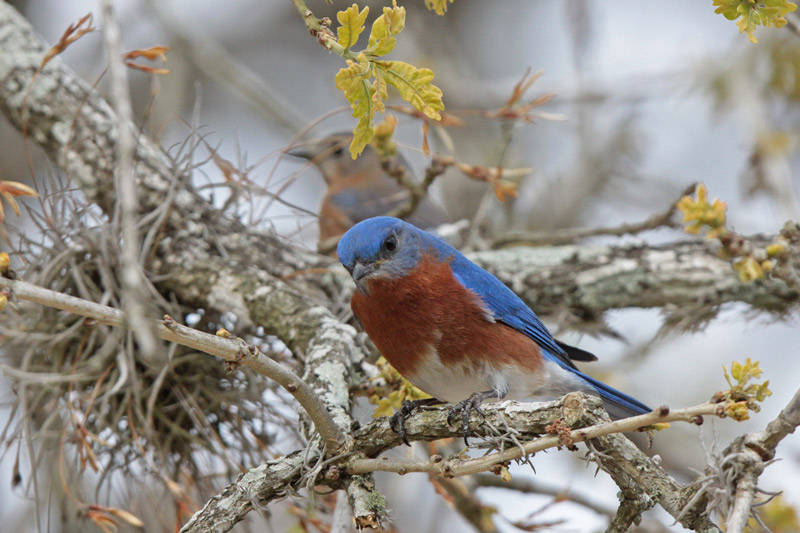 Eastern Bluebird (Sialia sialis) by Margaret Sloan