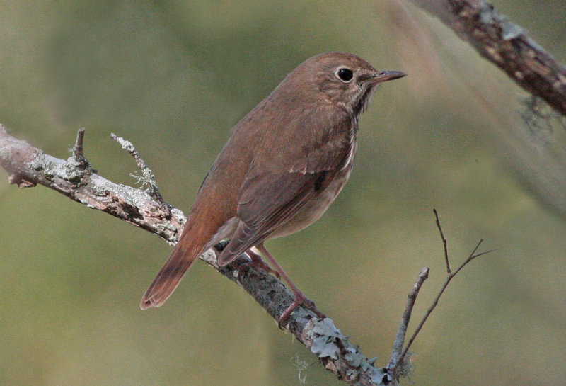 Hermit Thrush (Catharus guttatus) by Margaret Sloan