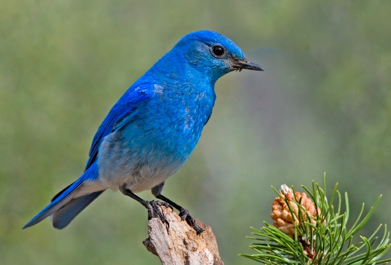 Mountain Bluebird (Sialia currucoides) ©WikiC