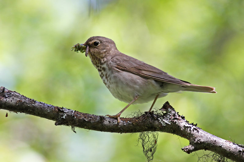 Swainson’s Thrush (Catharus ustulatus) by Margaret Sloan